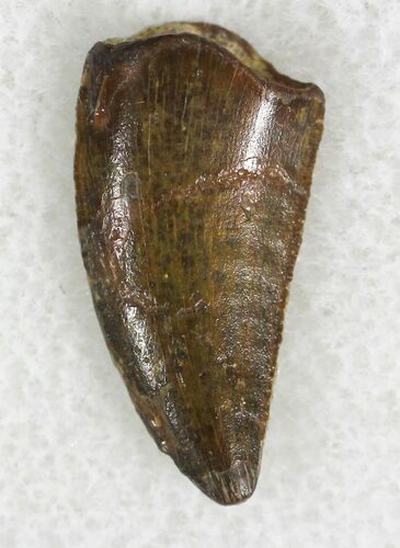 Raptor Tooth From Morocco - #22994